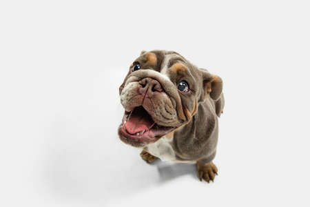 Close-up portrait of American bulldog isolated over white background.の写真素材
