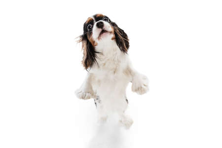 Portrait of cute king charles spaniel dog isolated over white background.の写真素材