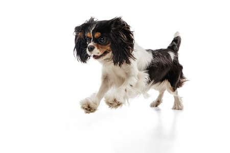 Cute puppy of king charles spaniel dog posing isolated over white background.