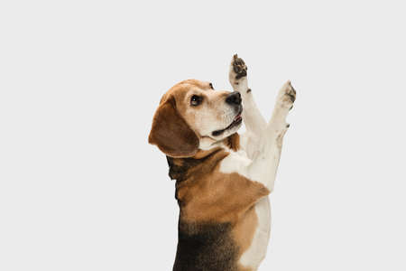 Portrait of adult Beagle dog posing isolated over white studio background.の写真素材