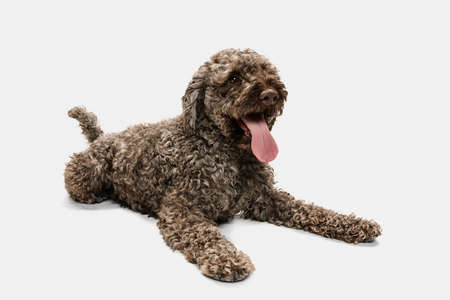 Cute funny big Lagotto romagnolo dog lying isolated over white background.