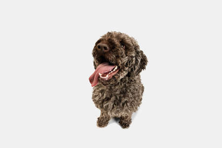 High angle view of happy Lagotto romagnolo dog isolated on white background.