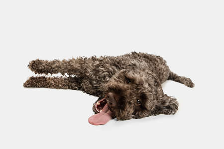 Cute funny big Lagotto romagnolo dog lying isolated over white background.の写真素材