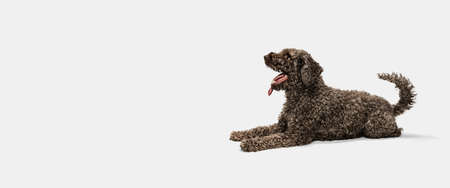 Cute funny big Lagotto romagnolo dog lying isolated over white background.