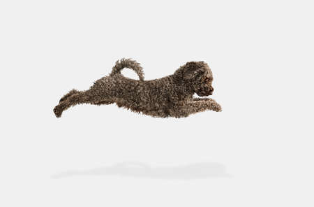 Cute funny big Lagotto romagnolo dog posing isolated over white background.の写真素材