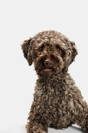 Close-up happy Lagotto romagnolo dog posing isolated on white background.の写真素材