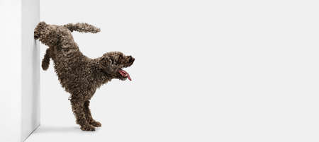 Beautiful big Lagotto romagnolo dog posing isolated over white background.の写真素材