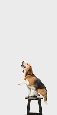 Big old Beagle dog sitting on chair isolated over white background. Flyerの写真素材