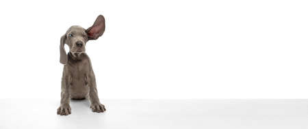 Cute playful puppy of Weimaraner dog posing isolated over white background.の写真素材