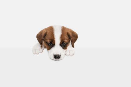 Portrait of cute little puppy of Jack Russell dog isolated on white background.の写真素材