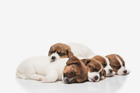 Five cute little puppies of Jack Russell terrier isolated on white background.