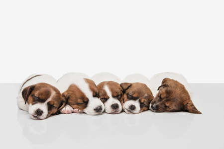 Five cute little puppies of Jack Russell terrier isolated on white background.
