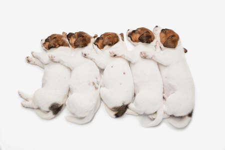 Five cute little puppies of Jack Russell dog isolated on white background.の写真素材