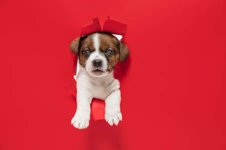 Cute little puppy of Jack Russell terrier dog torning through red background.の写真素材