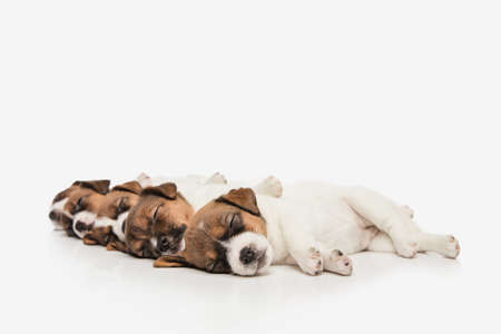 Five cute little puppies of Jack Russell dog isolated on white background.の写真素材