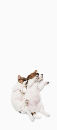 Top view of sleeping little puppies of Jack Russell dog isolated on background.