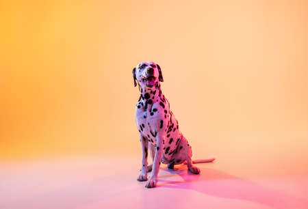 Big Dalmatian, purebred dog posing isolated on yellow background in neon light.の写真素材
