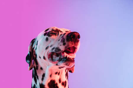 Close-up cute Dalmatian isolated on gradient pink blue background in neon light.の写真素材