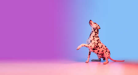 Graceful dog, Dalmatian isolated on gradient pink blue background in neon light.の写真素材