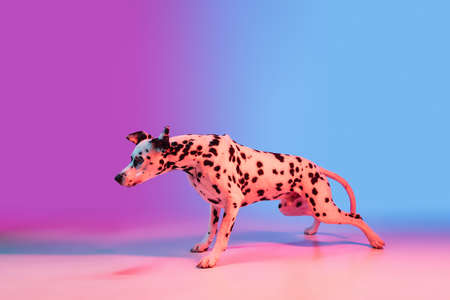 Graceful dog, Dalmatian isolated on gradient pink blue background in neon light.の写真素材