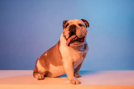 White and brown English bulldog isolated over gradient blue background in neonの写真素材