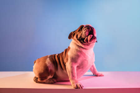 White and brown English bulldog isolated over gradient blue background in neonの写真素材
