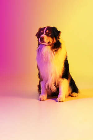 Portrait of Australian Shepherd dog isolated over gradient background in neon.の写真素材
