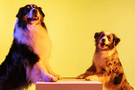Two cute Australian Shepherd dogs isolated over gradient background in neon.の写真素材