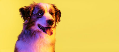 Close-up Australian Shepherd dog isolated over gradient background in neon.の写真素材