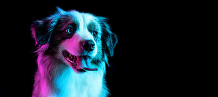 Portrait of Australian Shepherd dog isolated over gradient background in neon.の写真素材