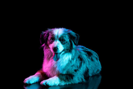Portrait of Australian Shepherd dog isolated over gradient background in neon.の写真素材