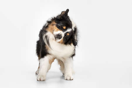 Cute happy Australian Shepherd dog running isolated over white background.の写真素材