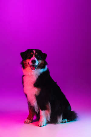 Portrait of big purebred dog, Australian Shepherd isolated over purple background in neon lightの写真素材