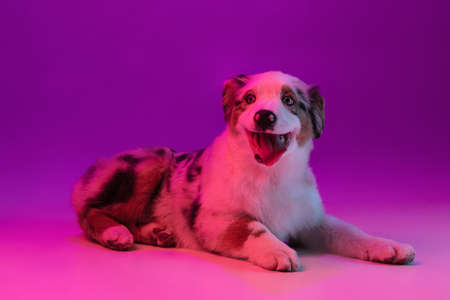 Portrait of big purebred dog, Australian Shepherd isolated over purple background in neon lightの写真素材