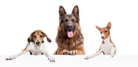 Three cute beautiful purebred dogs isolated over white studio background. Collage