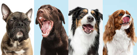 Close-up dogs portrait isolated over multicolored background. Collage