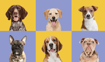 Collage of purebred dogs isolated over multicolored background.の写真素材