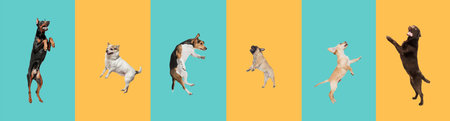Six different purebred dogs standing isolated over colored yellow and blue background.の写真素材