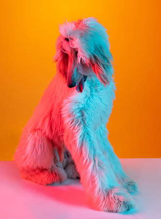 Portrait of big beautiful Afghan dog posing isolated on yellow background in neon light.の写真素材
