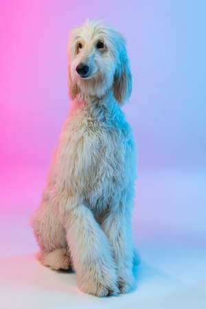 Full length portrait of big Afghan, purebred dog isolated on gradient white pink background.