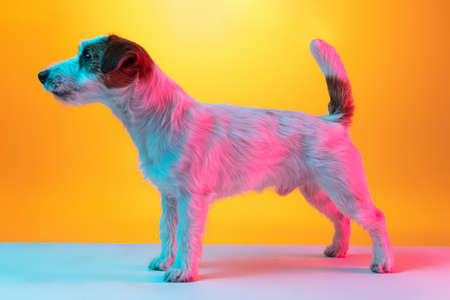 Portrait of Jack Russell Terrier dog isolated over gradient yellow background in neon light.の写真素材