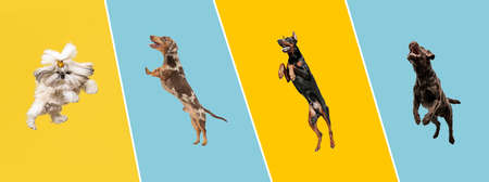 Six different purebred dogs standing isolated over colored yellow and blue background.の写真素材