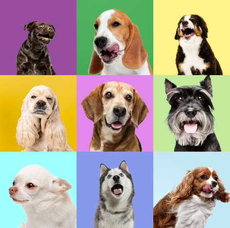 Collage of purebred dogs isolated over multicolored background.