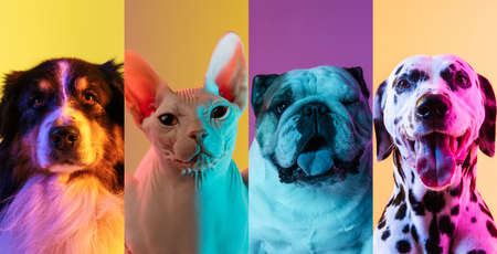 Close-up cute dogs and cat isolated over multicolored background.の写真素材