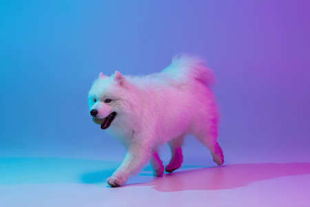 Portrait of cute white beautiful Samoyed dog posing isolated on blue background in pink neon light.の写真素材