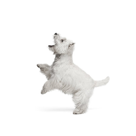 Portrait of cute white beautiful West Highland Terrier running isolated on white backgroundの写真素材