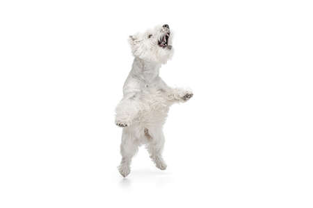 Portrait of cute white beautiful West Highland Terrier running isolated on white backgroundの写真素材
