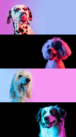 Group of different purebred dogs sitting isolated over brigt and dark neon background. Collage