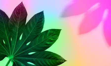 Rich bright colorful background in gradient neon lights. Summer mood. Copyspace for offer, ad.