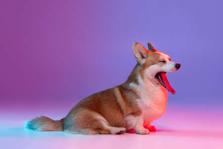 Portrait of cute beautiful corgi dog posing isolated on purple background in pink neon light. Side viewの写真素材
